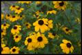 CRW_8492 Daisies